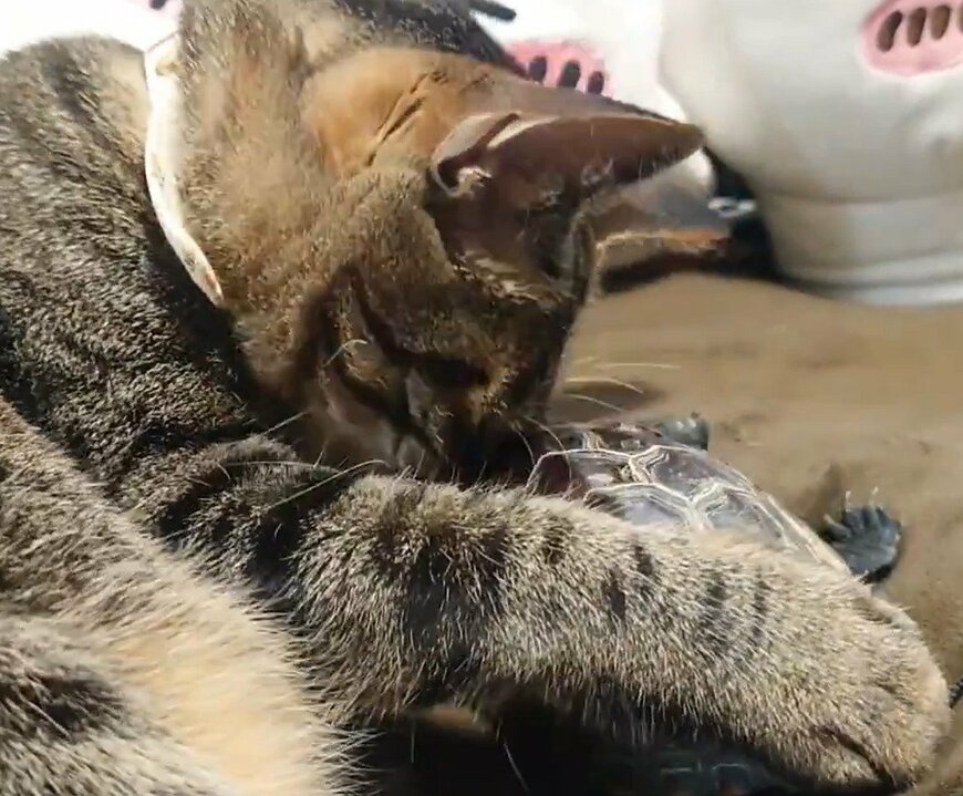 猫の「寝かしつけ」