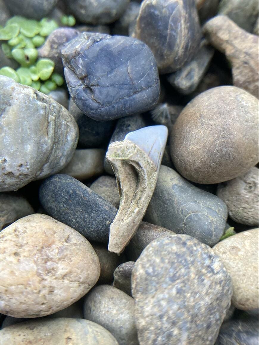 自宅の庭で発見されたサメの歯の化石