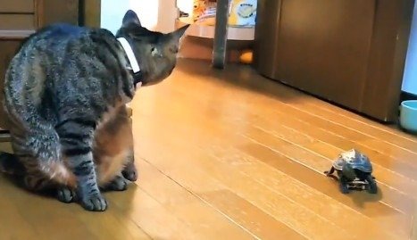 小雪ちゃんの前に登場　見事なコーナリングを決める軍曹くん