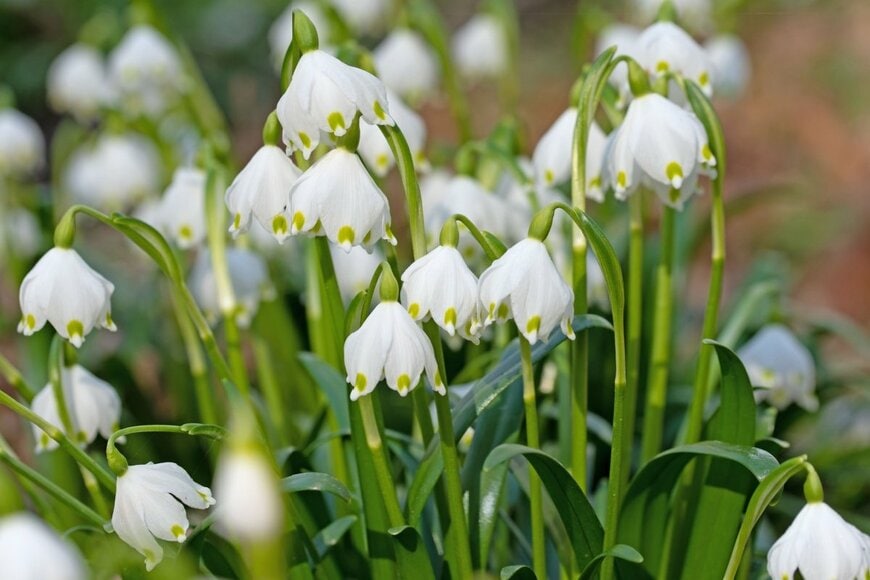 白く、花びらの突起部分が緑色のスノーフレークの花