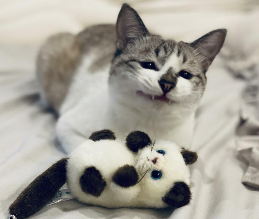 ぬいぐるみと猫