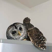 【ねむねむモードのフクロウ】「ごろ〜ん」好きな場所で自由に“ごろ寝する”姿が愛らしい！