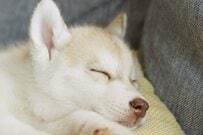【あまりにも最終回】暗闇で横たわる犬…　「映画のラスト」を彷彿とさせる姿に25万いいね