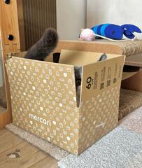 箱に収まる猫さん　その顔をよく見ると…まさかのおめめに笑っちゃう