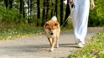 1歳息子と柴犬の散歩　「3人とも行きたい方向が違う」様子に思わず笑ってしまう