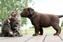 【年金早見表】60～89歳、今どきシニアは「厚生年金と国民年金」をどのくらいもらってるのか？