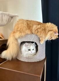 猫ちゃん達を見た奥様が決めた「夕飯のメニュー」に思わず納得