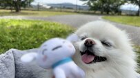 ピクニックで大喜びするワンコ　尊すぎる理由に7.2万いいね