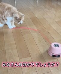 「猫らしくない反応の猫」が大反響！予想外の行動に笑いが止まらない「遊ばれてますねw」
