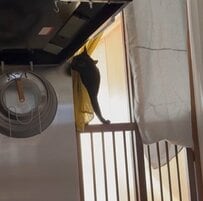 「すごいアイデア！」猫ちゃんのキッチン侵入をなんとかしたい...！→〈園芸用ラティス〉でバリケードを作って対策！