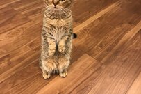 ションボリ顔で直立する猫　可愛い理由に「不満そうです笑」の声