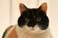 「説明してもらおうか」飼い主の浮気に敏感な猫　「圧を感じる表情」に思わずギョッとしてしまう