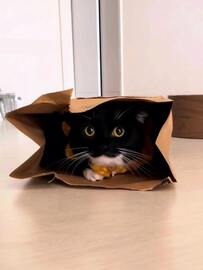 【ガサガサ…】紙袋から“のそっ”と現れた猫ちゃんに爆笑＆悶絶「何その顔…」「可愛すぎる」