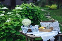 ホワイトガーデンにオススメの多年草・低木11選！初夏を感じさせる緑と白が爽やかで美しい