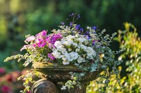 寄せ植えガーデニング「センスのよい寄せ植えを作る4つのコツ」春～初夏の寄せ植えにおすすめの多年草・一年草7選