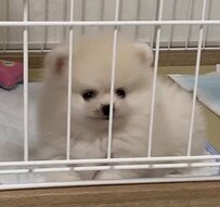 人の言葉を理解しようと頑張る子犬　かわいすぎるリアクションに悶絶