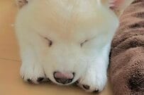 すやすや眠る赤ちゃん犬→大きくなった3年後の「寝姿」に思わず二度見