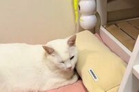 「保護猫がくつろいで眠る姿」を隠し撮りしたら…　足が5本あるように見える状態が話題に
