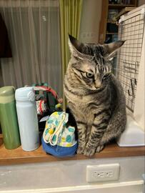 愛猫の写真を見ていた飼い主　気づいた「忘れ物」が話題に