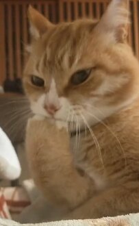 【念入り】真剣な表情でおててを手入れする猫　今年も猫パンチ大会に出場？な姿が人気