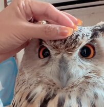 【無反応なフクロウ】おでこを触られ続けるフクロウさん！触られ続けた後の意外な行動が可愛い