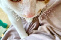 元保護猫さんの「起きて！」が可愛すぎるとSNSで反響続出