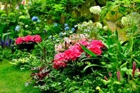 【ガーデニング】長雨でもキレイに咲く！オススメの多年草8選、雨から花を守る対策も紹介