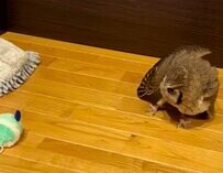 【モップ付きスリッパとフクロウ】モップ付きスリッパと対峙して警戒心MAXで引き腰！？のフクロウがかわいい！抜き足、差し足、忍び足で近づいて...