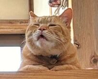 「ぽかーん」と口を開ける元保護猫ちゃんに注目！“おじいちゃん”のような表情に癒される