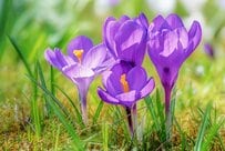 【狭い庭でも植えっぱなし】コンパクト＆ローメンテで「毎年早春に咲く花」おすすめ多年草8選