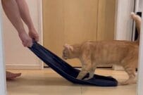 【それ楽しいの？】どうしてもタオルが気になる猫　「まさかの遊び方」に思わず二度見