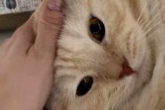 【何とも言えない顔】可愛い猫が毛繕い中…　「意外な顔の変化」に思わず笑ってしまう
