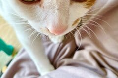 元保護猫さんの「起きて！」が可愛すぎるとSNSで反響続出
