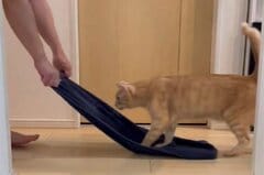 【それ楽しいの？】どうしてもタオルが気になる猫　「まさかの遊び方」に思わず二度見