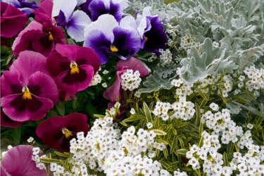 ガーデニング パンジー ビオラの季節到来 一緒に植えたい多年草 オススメ8選 パンビオ がもっと可愛くなる Limo くらしとお金の経済メディア