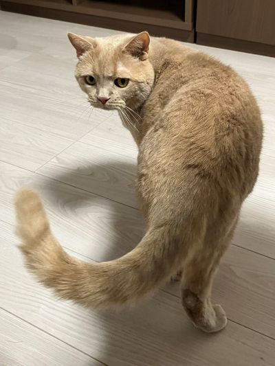 振り返るつなくん