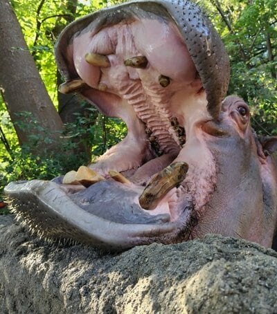 神戸市立王子動物園