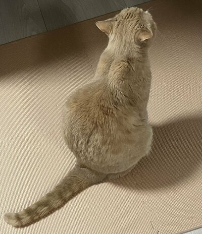 下半身がまんまるなつなくん