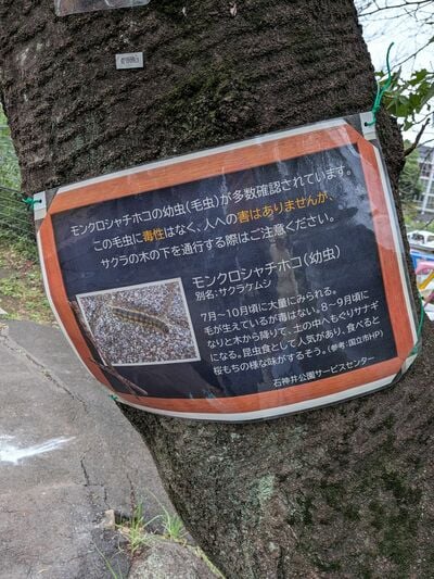 モンクロシャチホコ（サクラケムシ）についての掲示