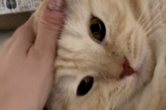 【何とも言えない顔】可愛い猫が毛繕い中…　「意外な顔の変化」に思わず笑ってしまう