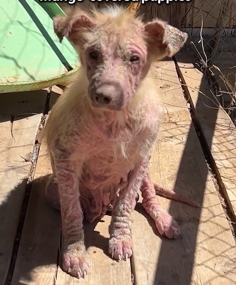 トレーラーハウスで2匹の子犬が置き去り→病気からの回復物語に目頭が熱くなる