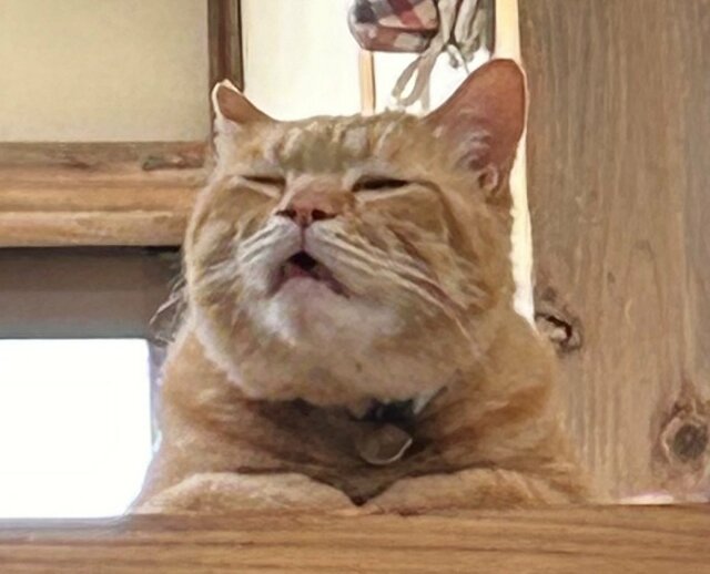 「ぽかーん」と口を開ける元保護猫ちゃんに注目！“おじいちゃん”のような表情に癒される