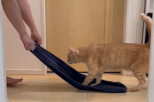 【それ楽しいの？】どうしてもタオルが気になる猫　「まさかの遊び方」に思わず二度見