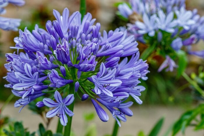 アガパンサスの花。色は紫
