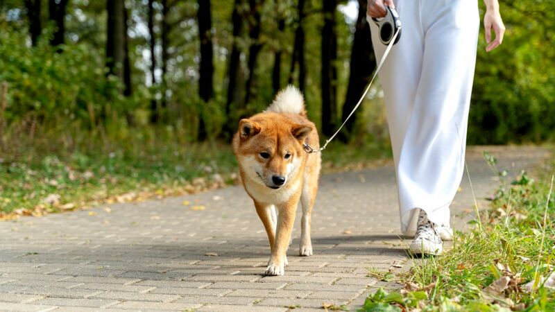 1歳息子と柴犬の散歩 「3人とも行きたい方向が違う」様子に思わず笑ってしまう