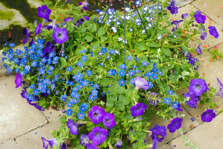 Natalia van D/shutterstock.com