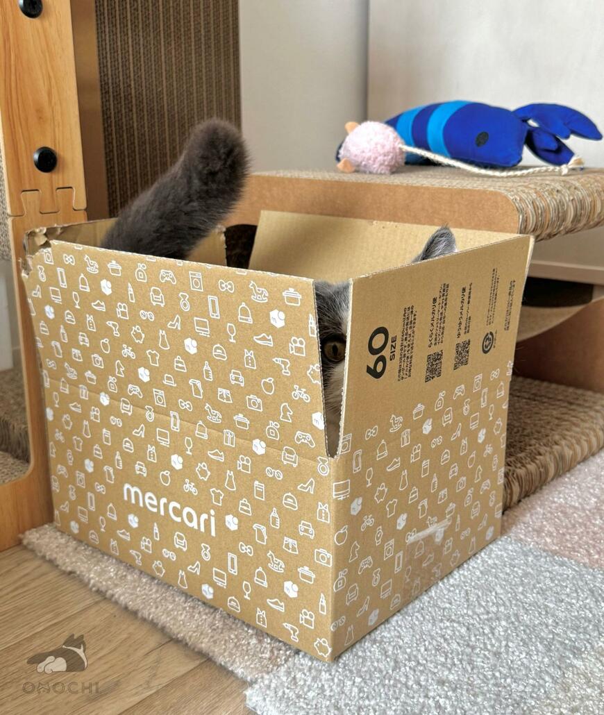 箱に収まる猫さん　その顔をよく見ると…まさかのおめめに笑っちゃう