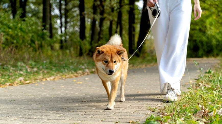 1歳息子と柴犬の散歩　「3人とも行きたい方向が違う」様子に思わず笑ってしまう