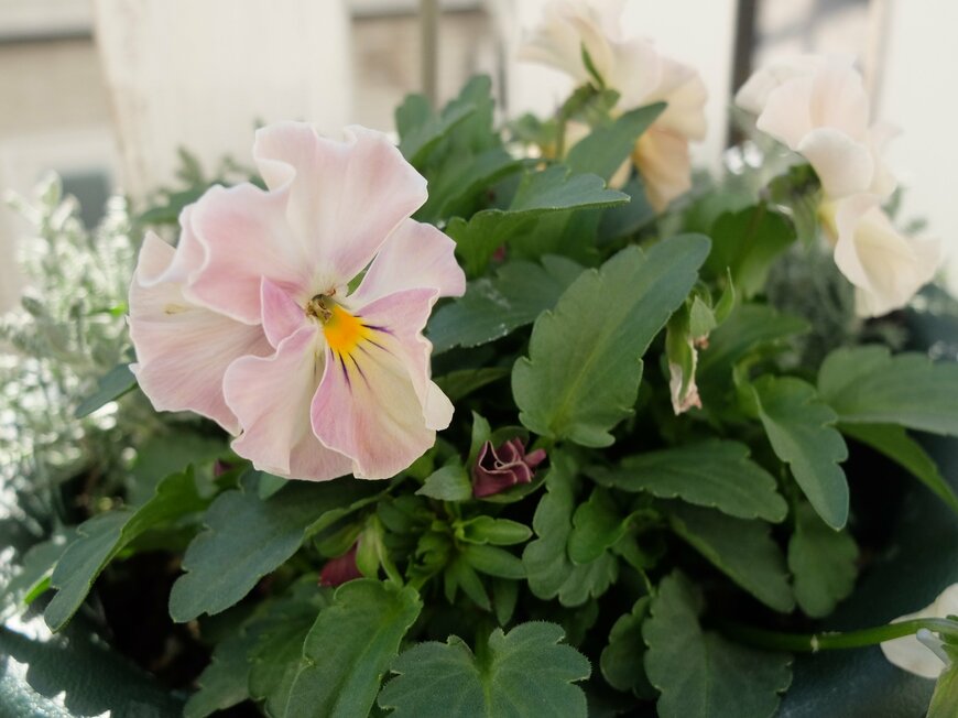 筆者撮影（セリア、ハンギング鉢）