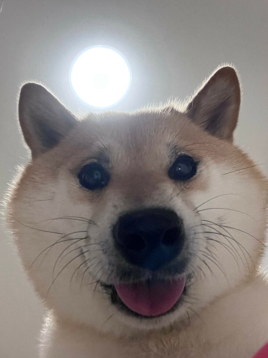 出所：@fufufufufu_ta